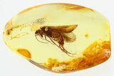 Detailed Fossil Caddisfly (Trichoptera) In Baltic Amber #307392-1